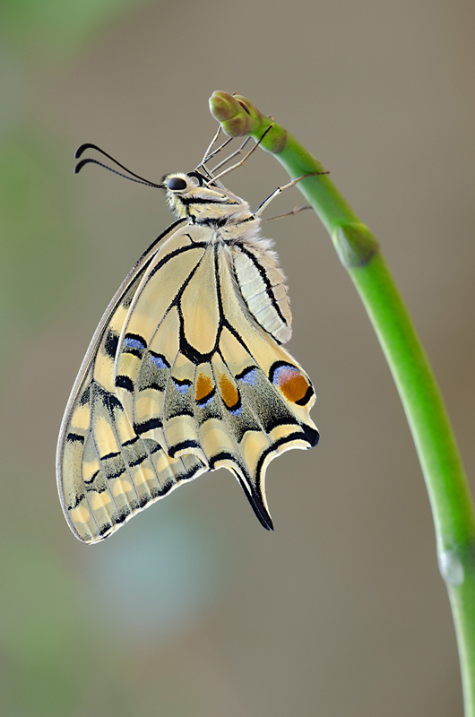 On the bud of an orchid