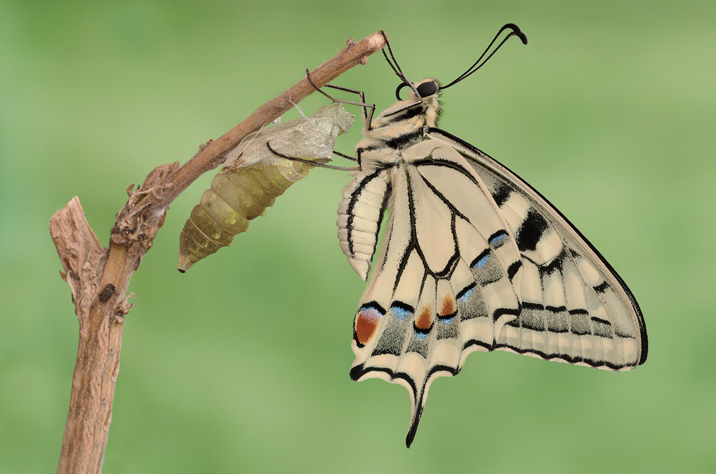 Life by Machaon