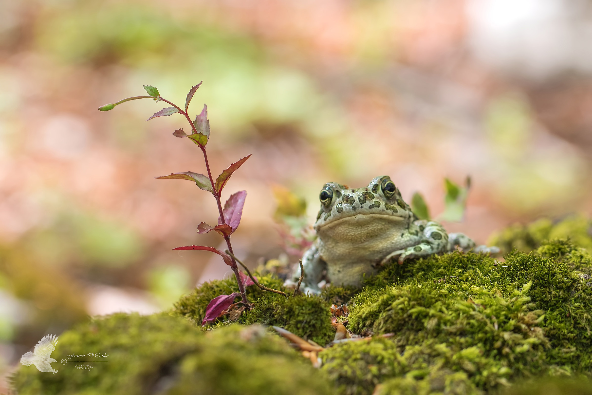 European Green Toad