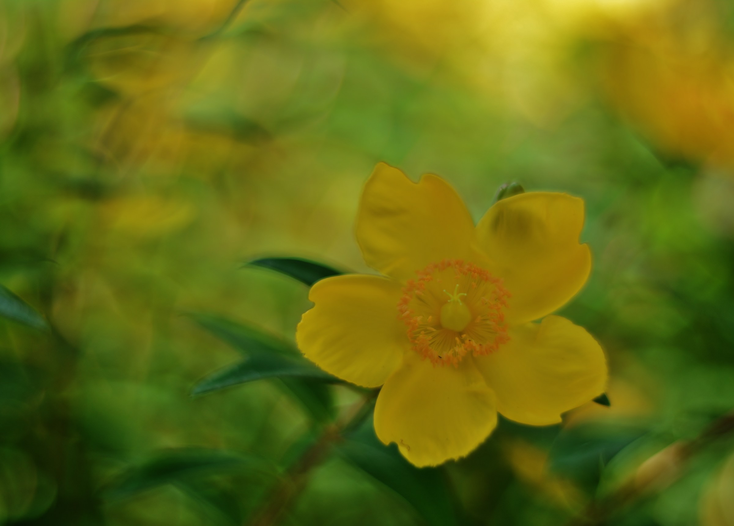 Eliatemo in a picture