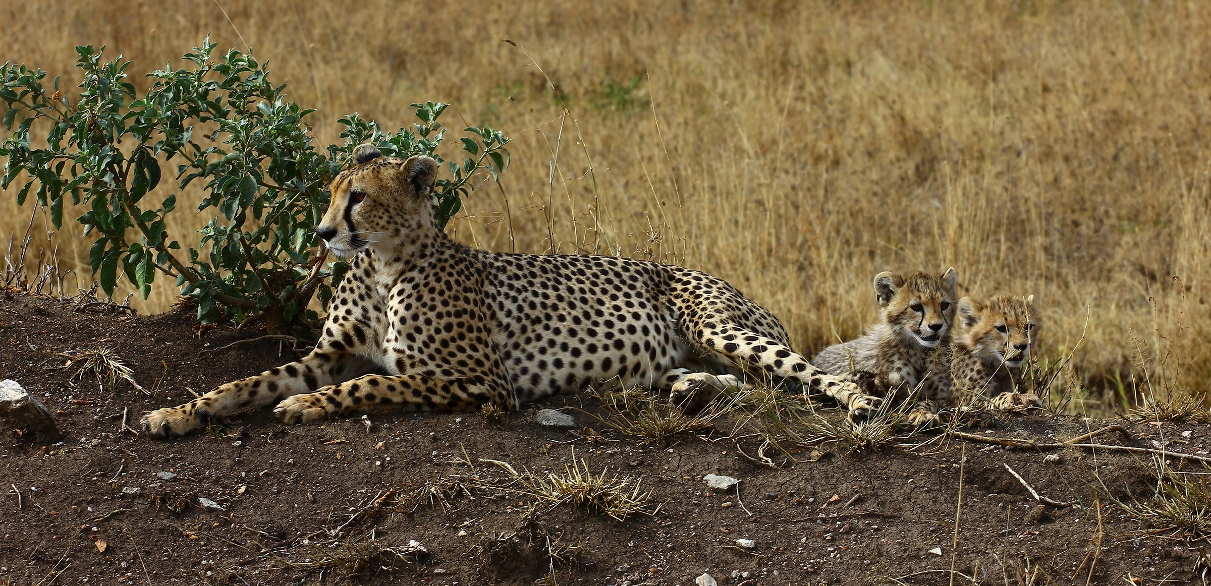 Ghepardo con piccoli