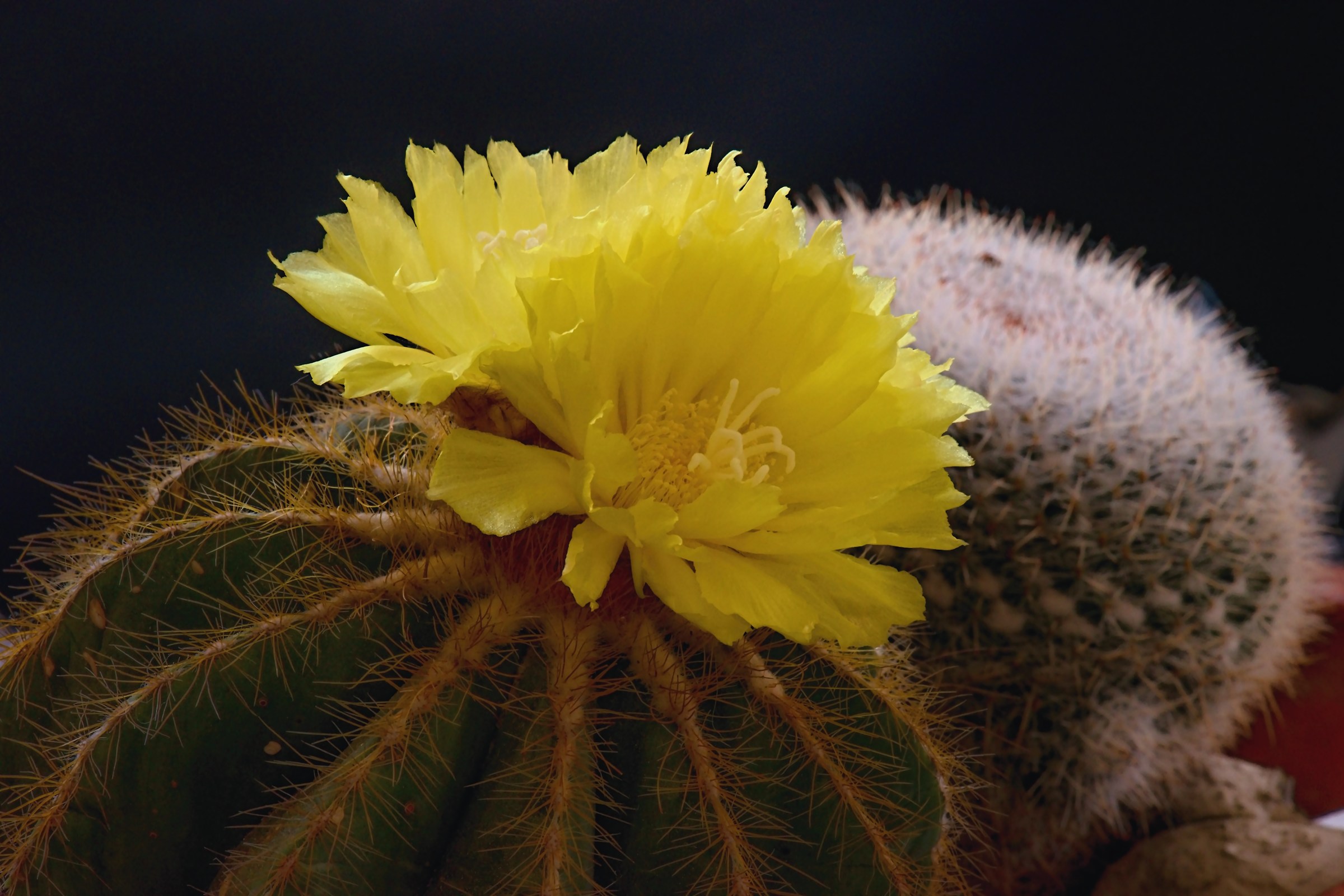 Flowers in a world of thorns