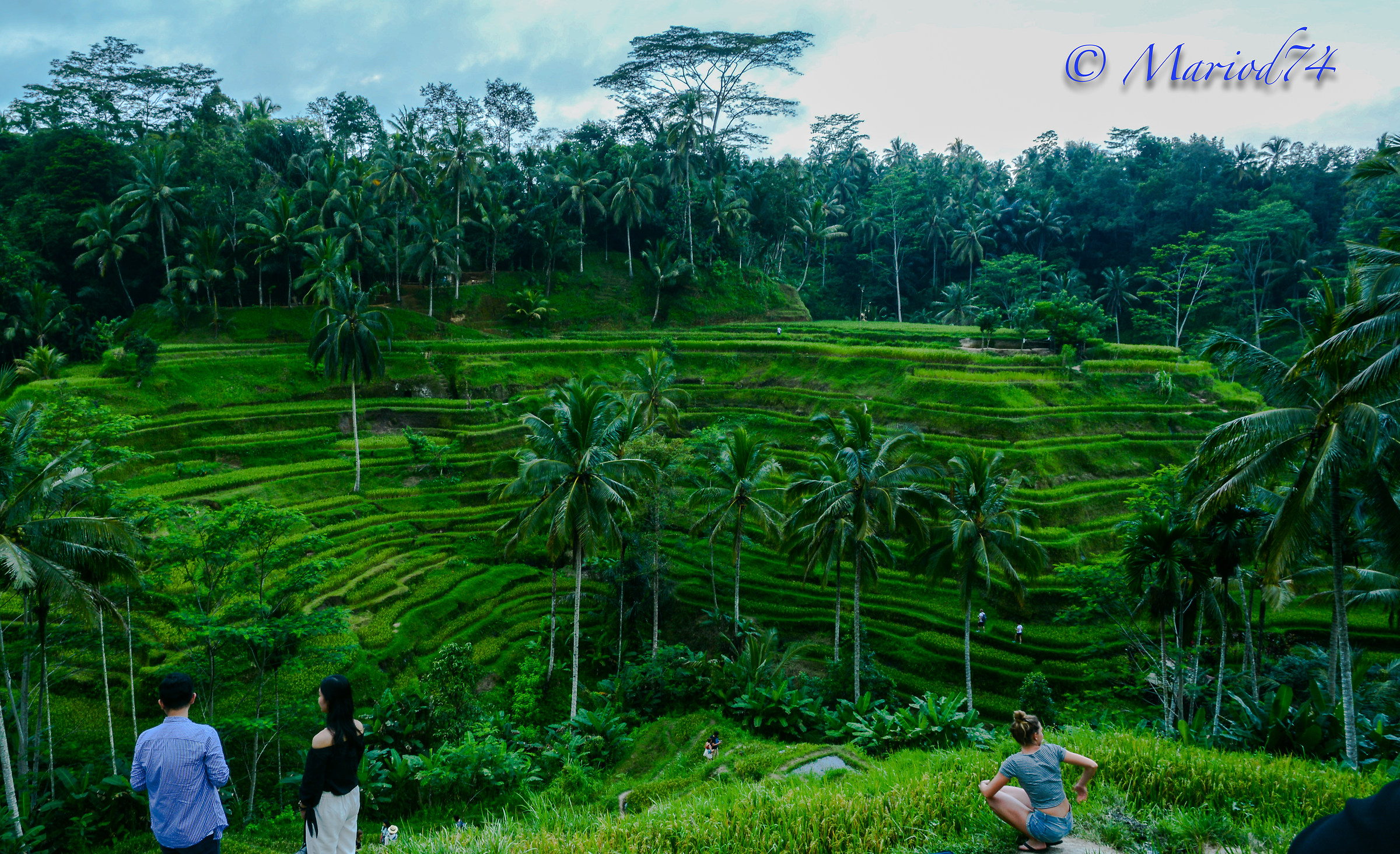 Indonesia Bali rise farm 1