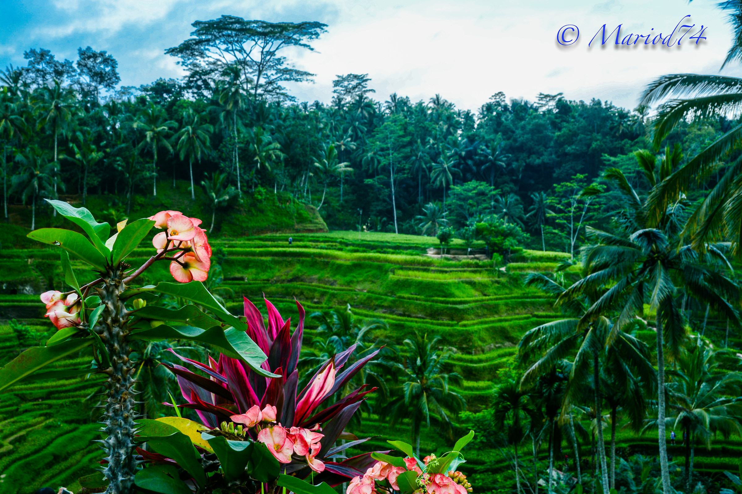 Indonesia Bali rise farm 2