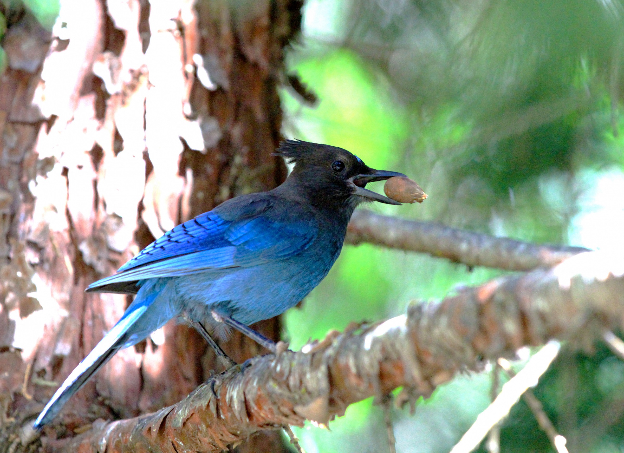 Steller's jay