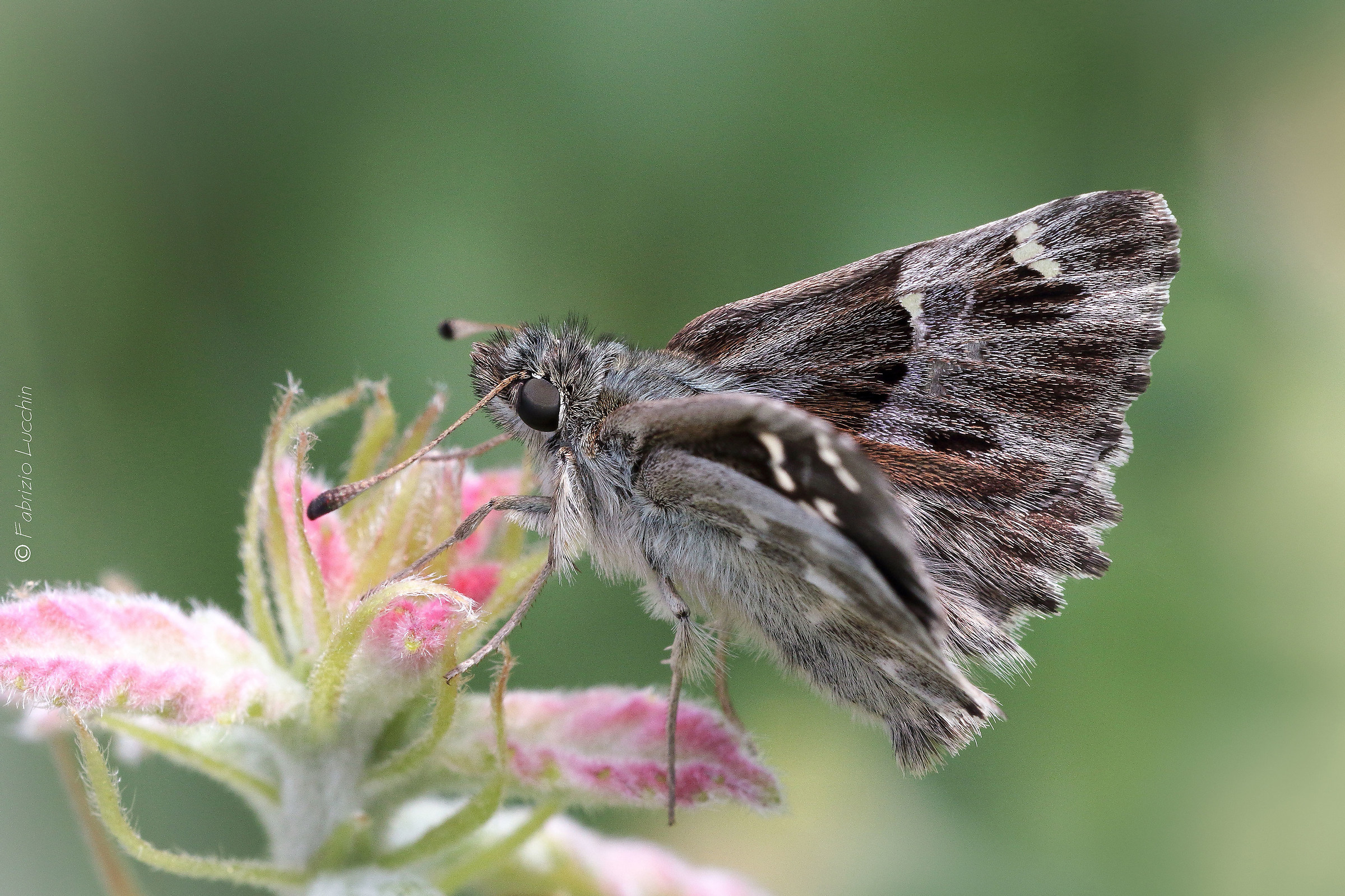 Carcharodus flocciferus