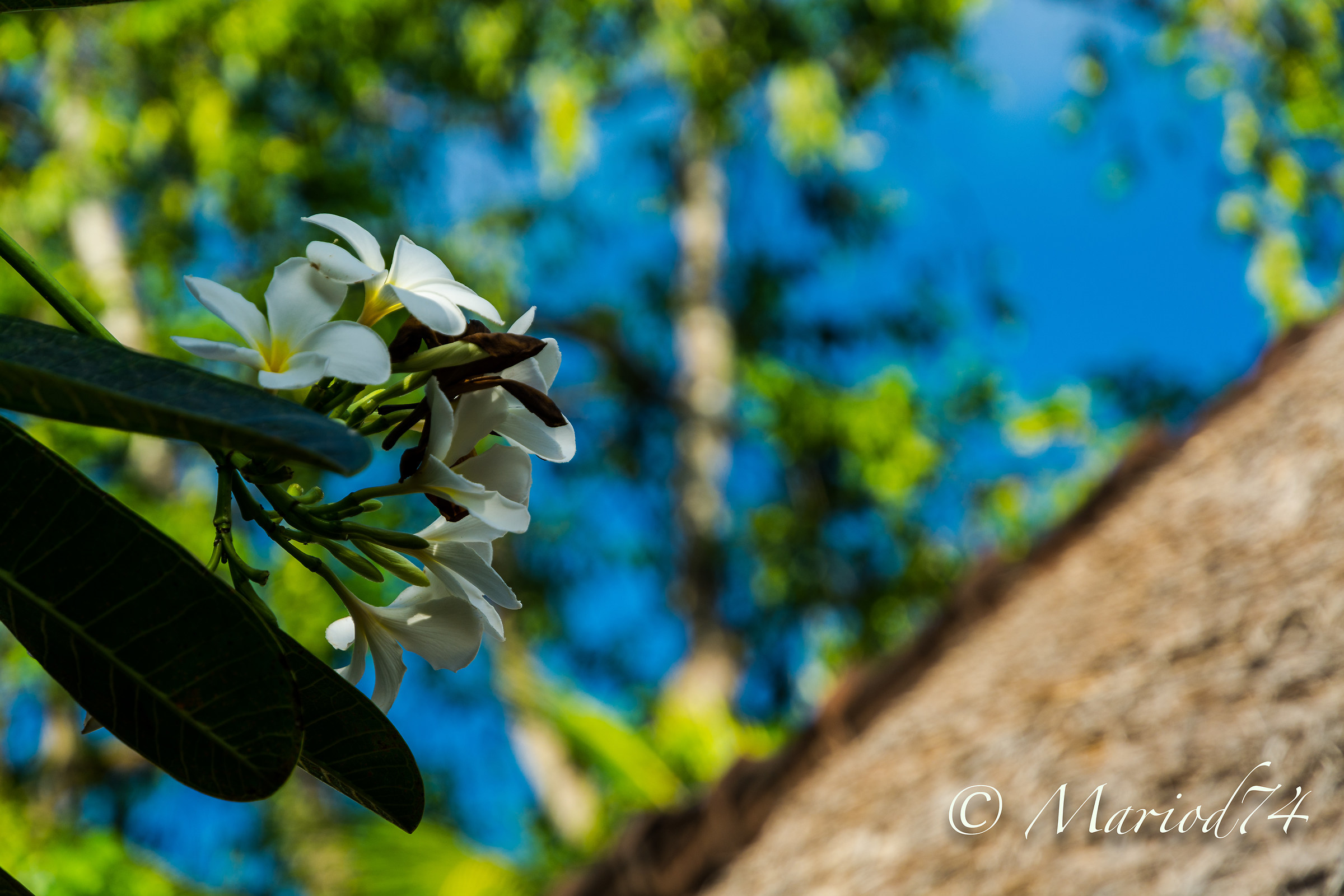Indonesia Fiore balinese Plumeria