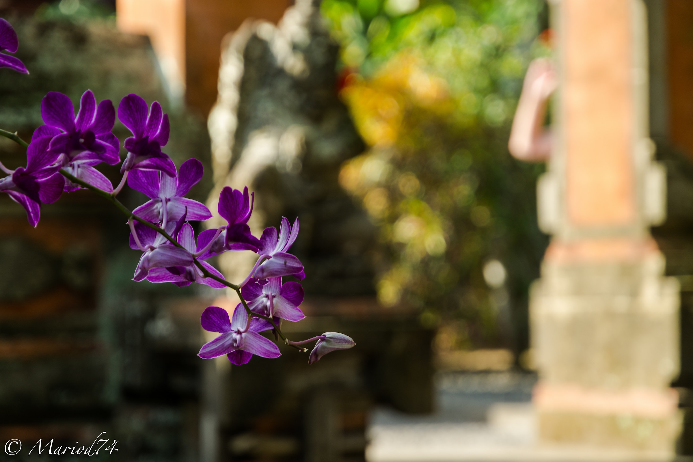 Indonesia Bali fiore viola