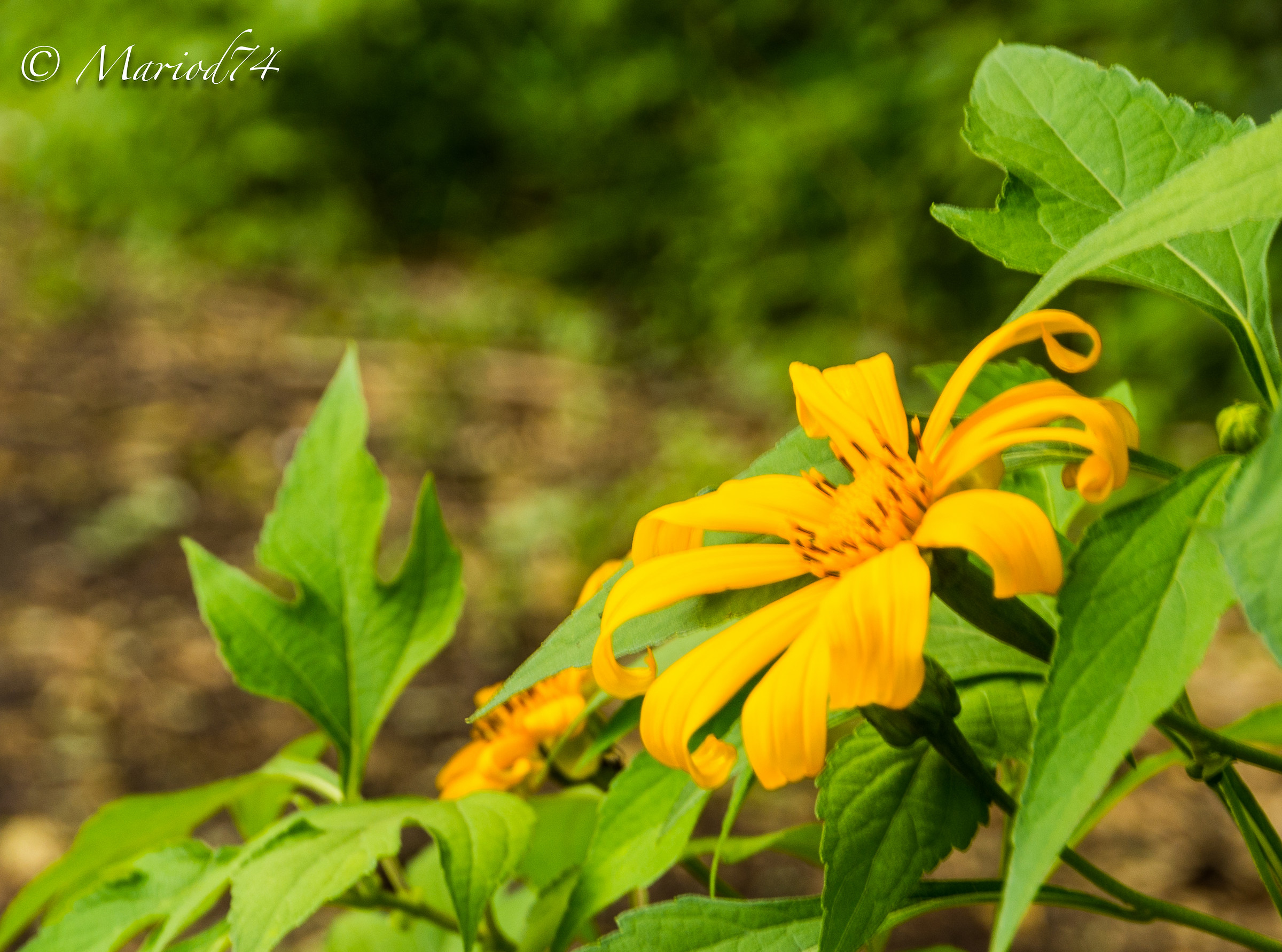 Indonesia lago Toba fiore giallo-1
