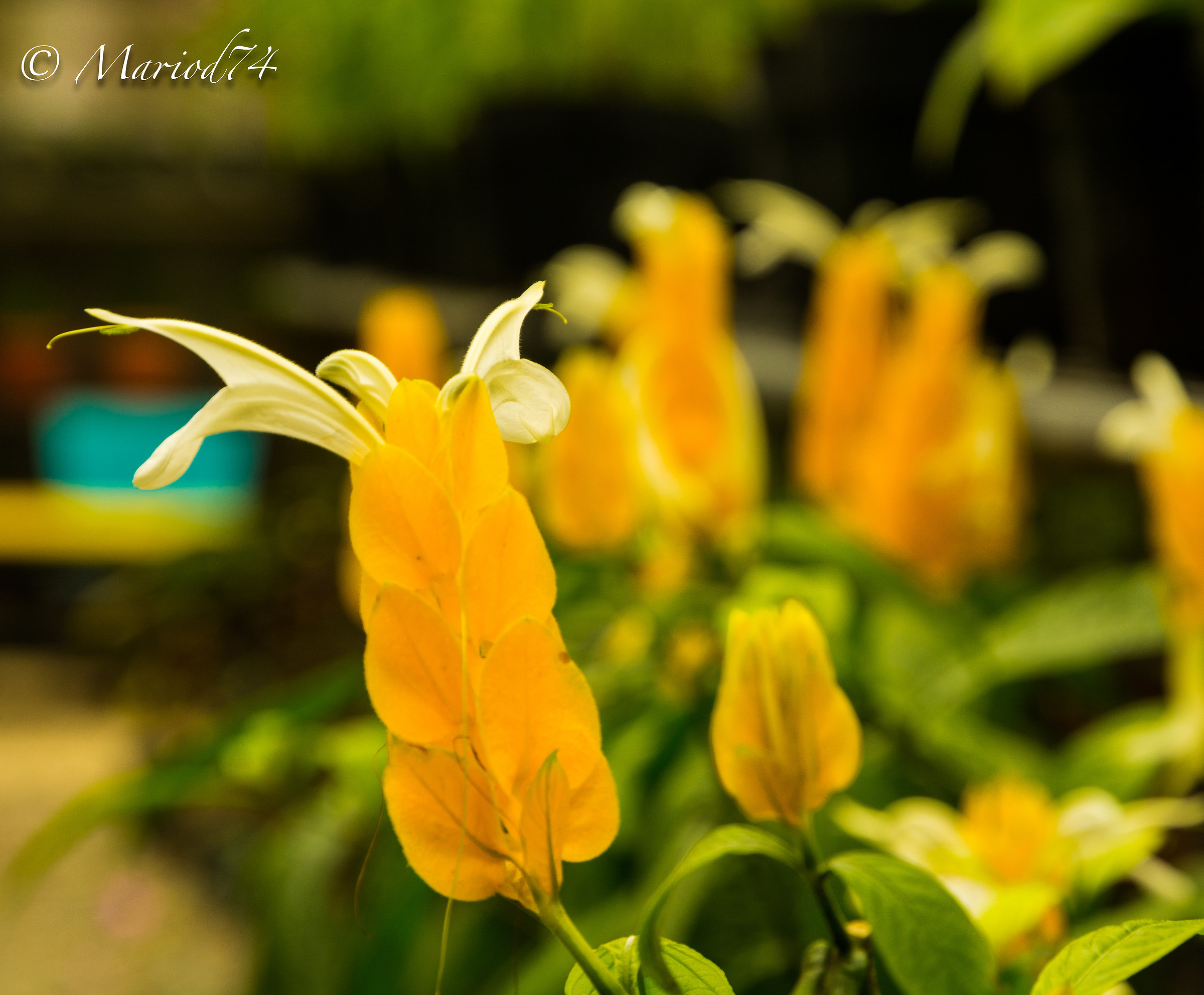 Indonesia lago Toba fiore giallo-2