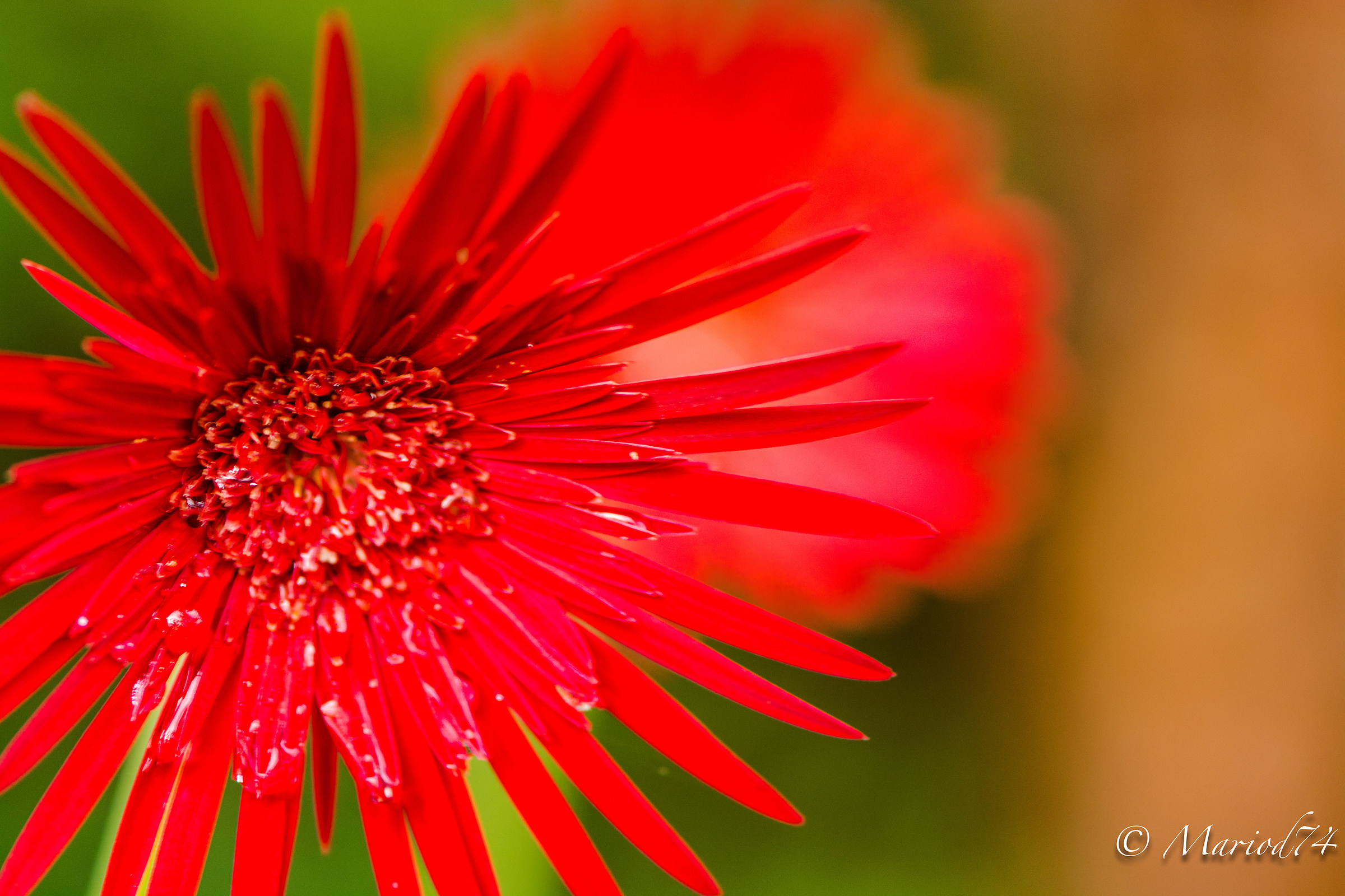 Indonesia lago Toba fiore rosso-1