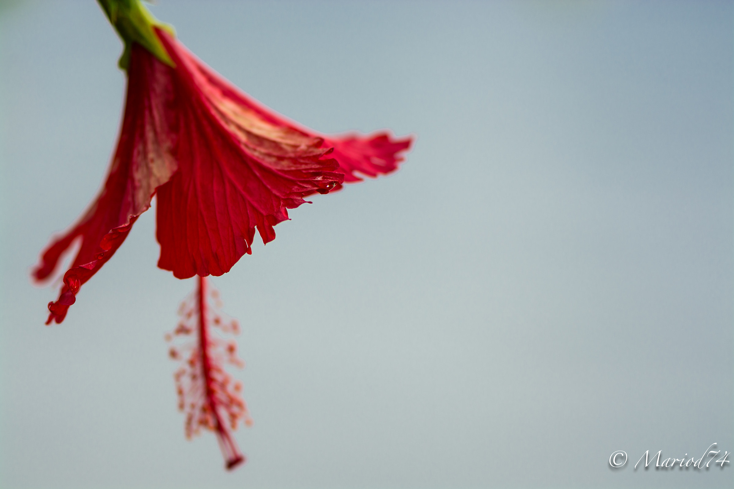 Indonesia lago Toba fiore rosso-2