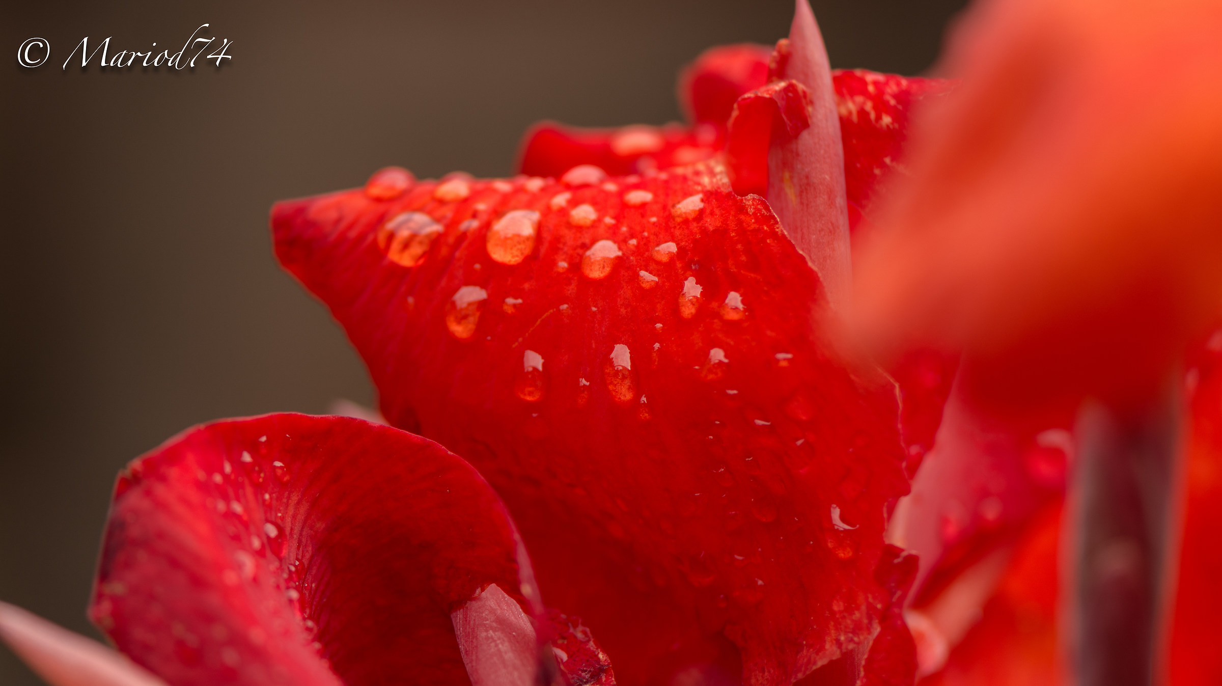 Indonesia lago Toba fiore rosso-3