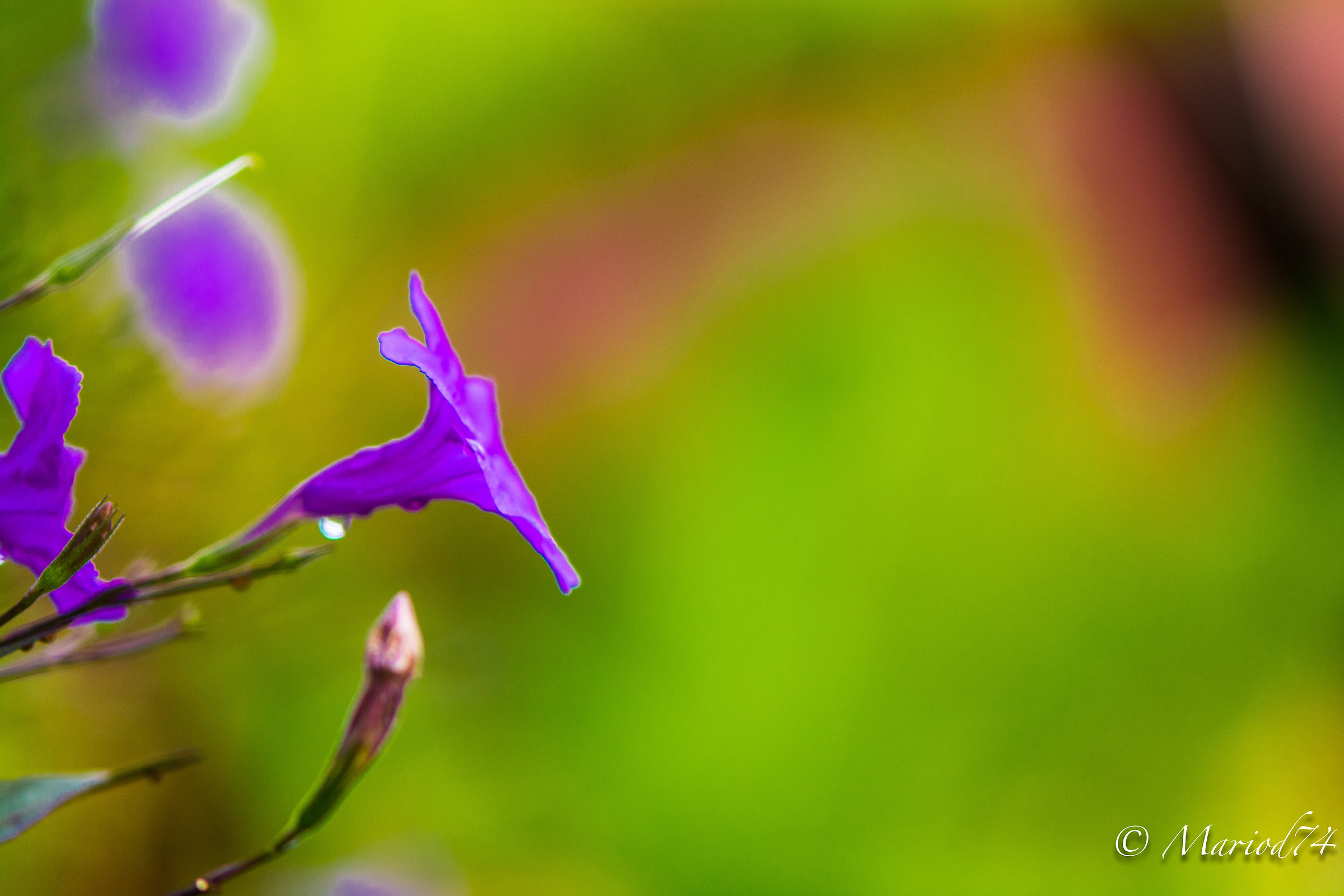 Indonesia lago Toba fiore viola
