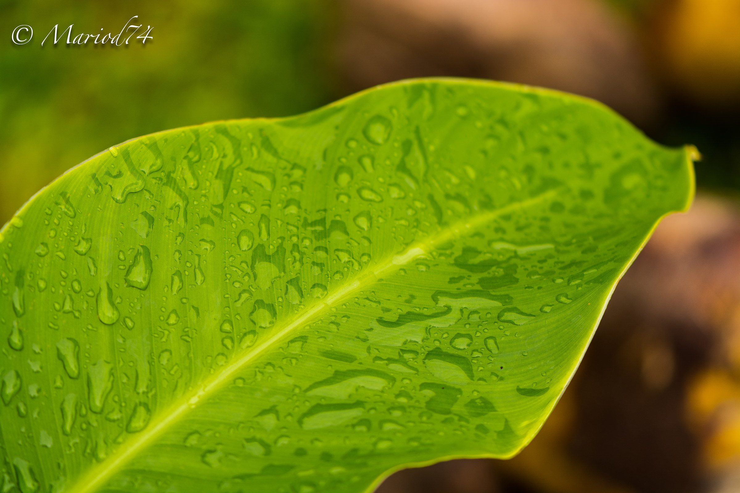 Indonesia lago Toba foglia