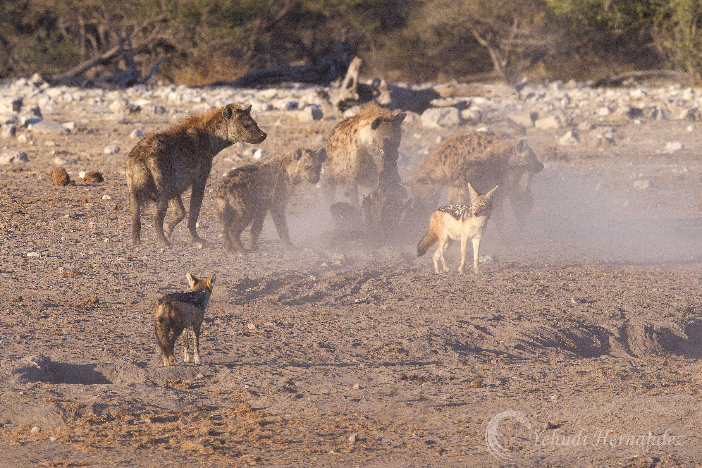 Hyenas in action