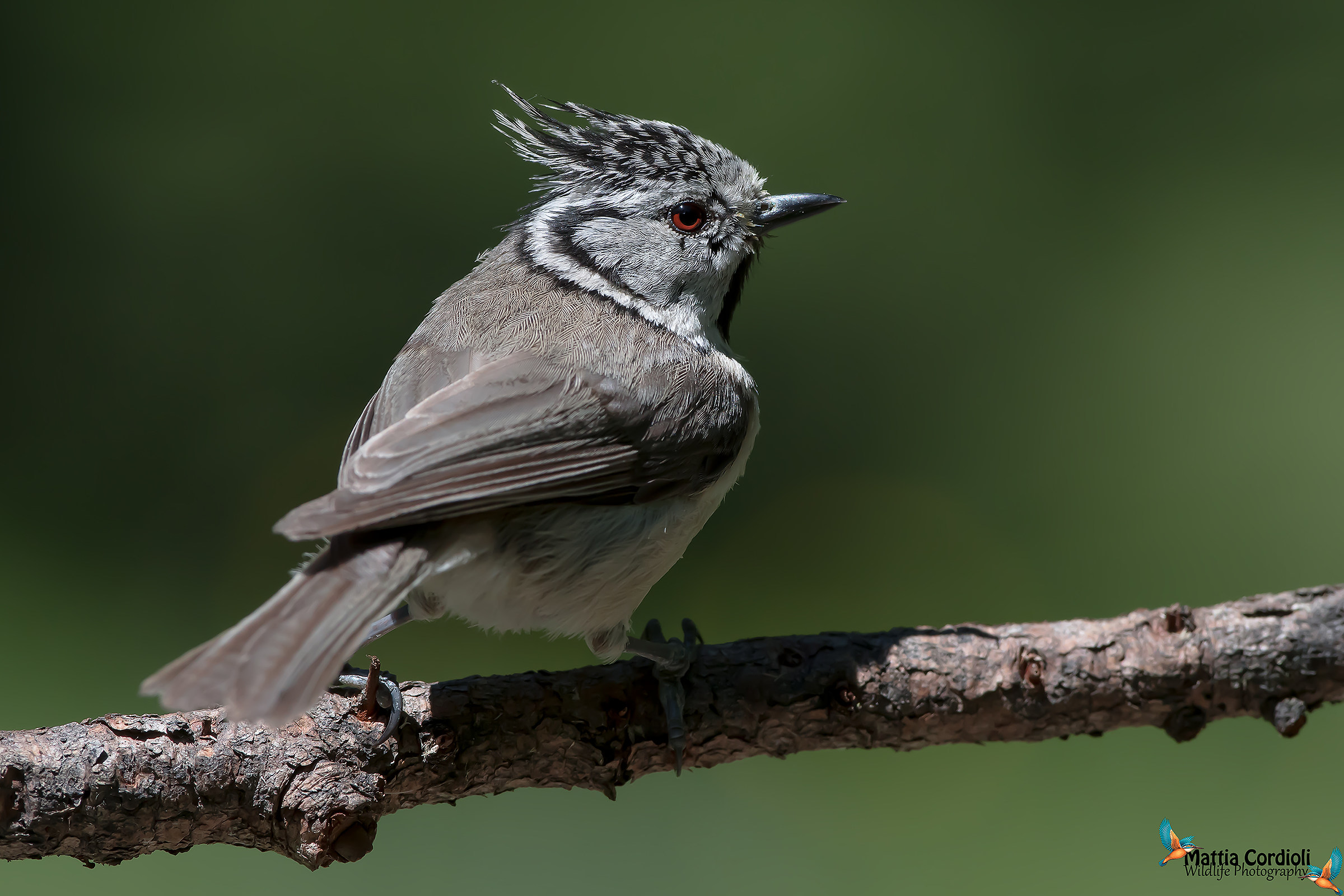Crested Tit ...