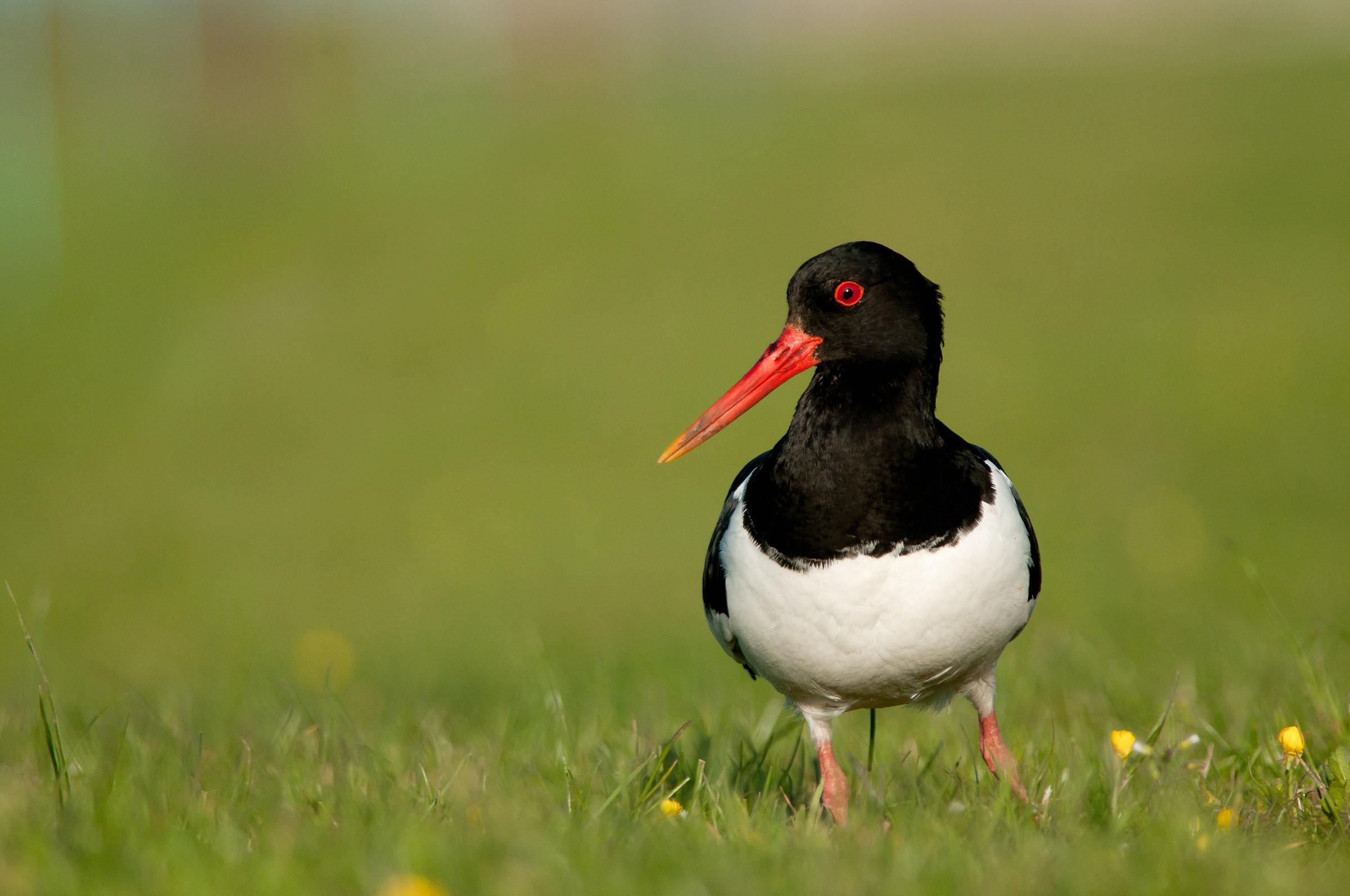 Oystercatcher