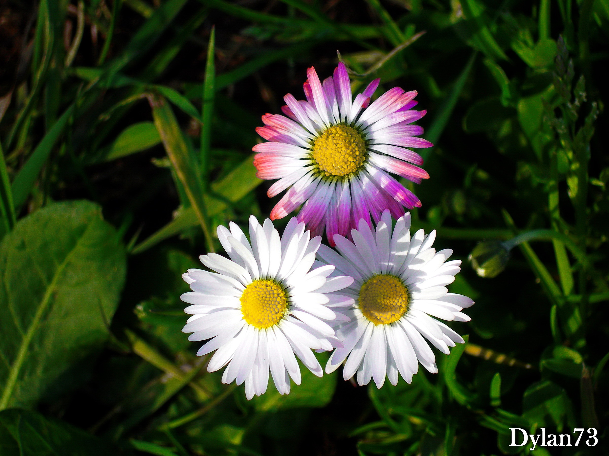 three daisies