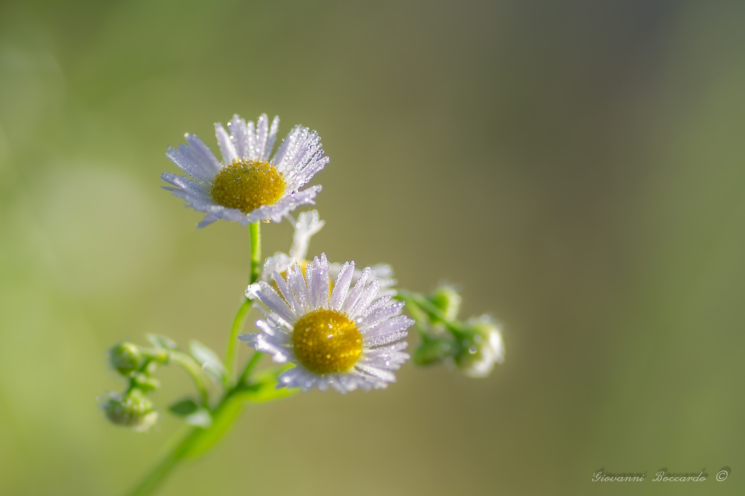 alle prime luci del giorno