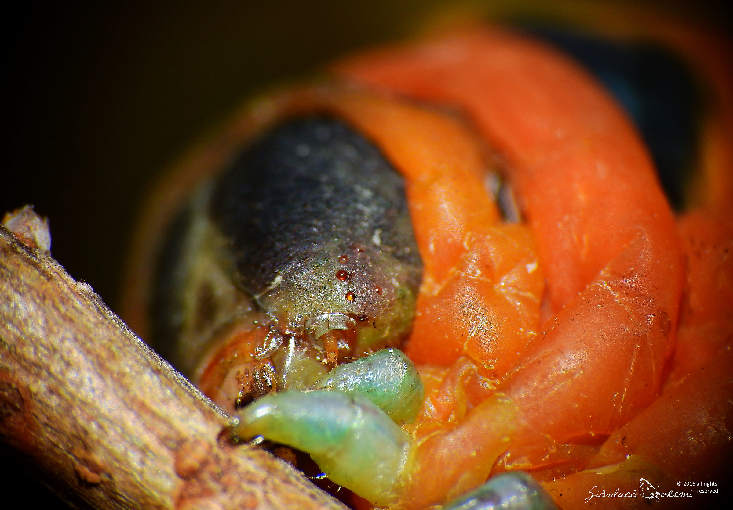 Daphnis nerii (Linneaus, 1758) Larva