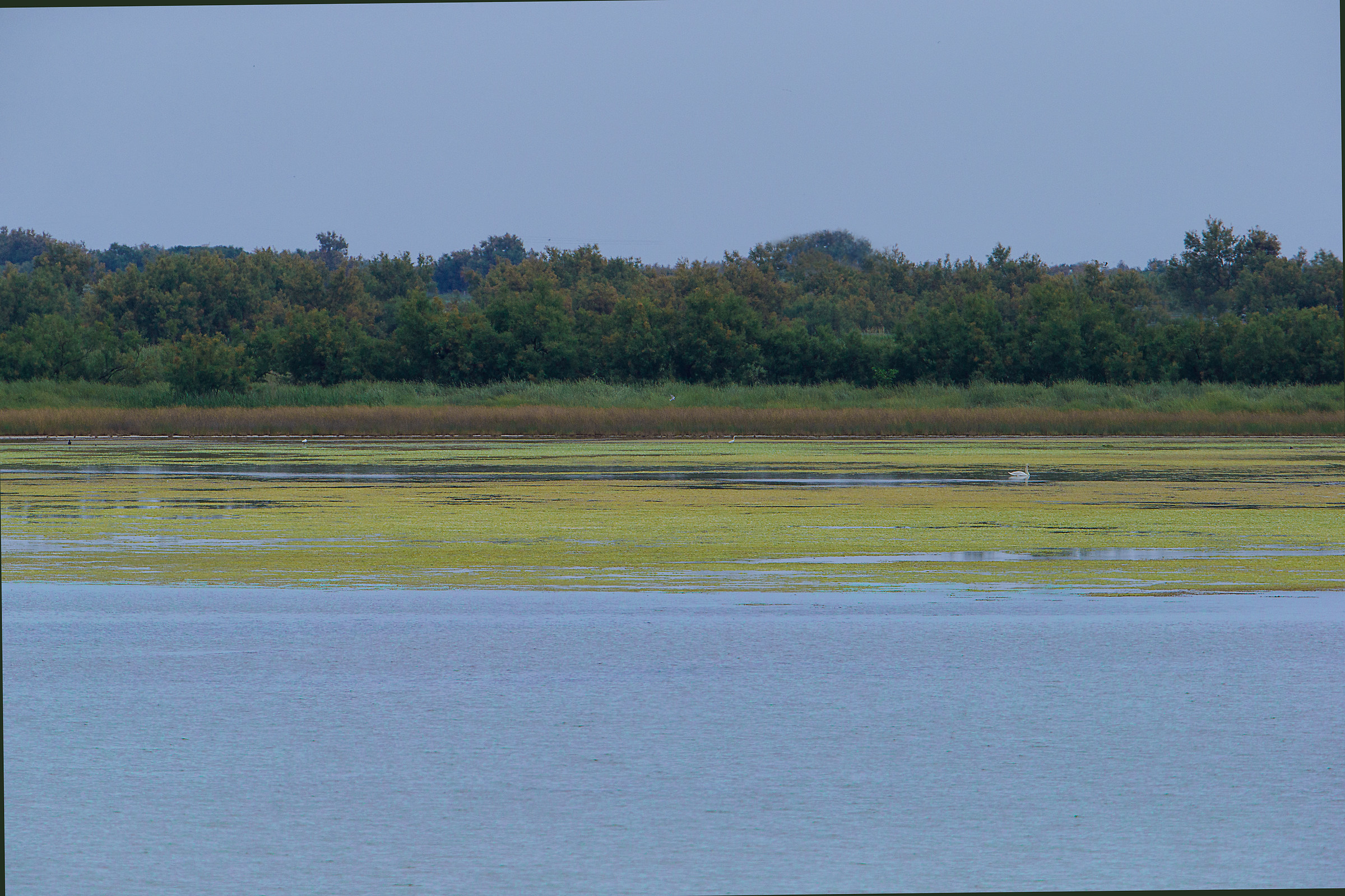 La laguna dei fenicotteri