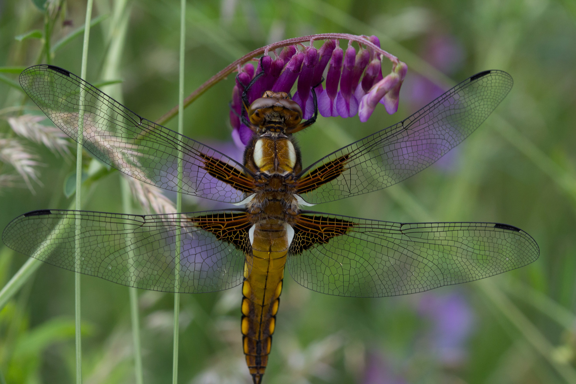 Libellula