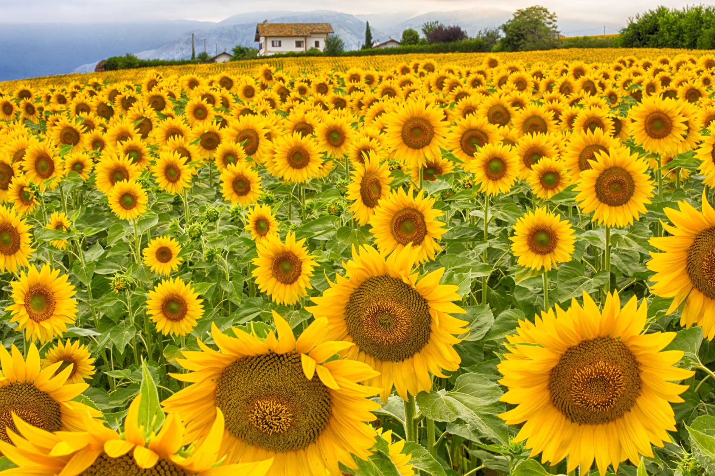 The house among the sunflowers !!