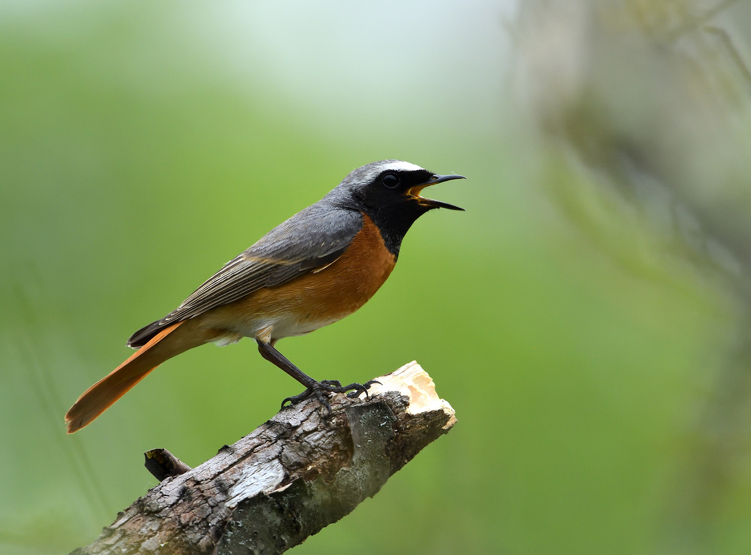 redstart m.