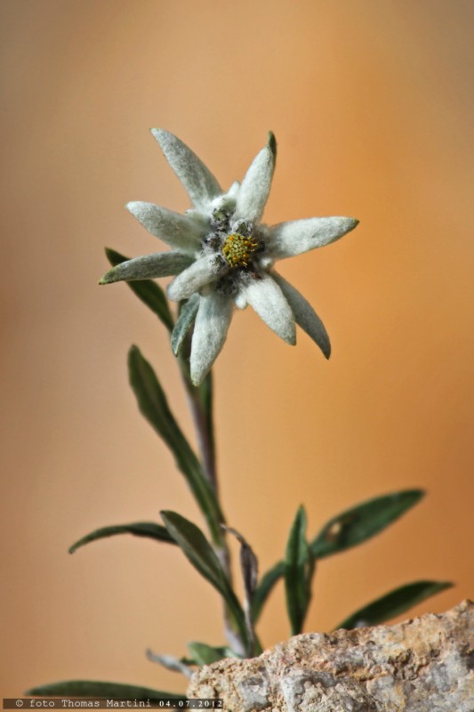 Edelweiss