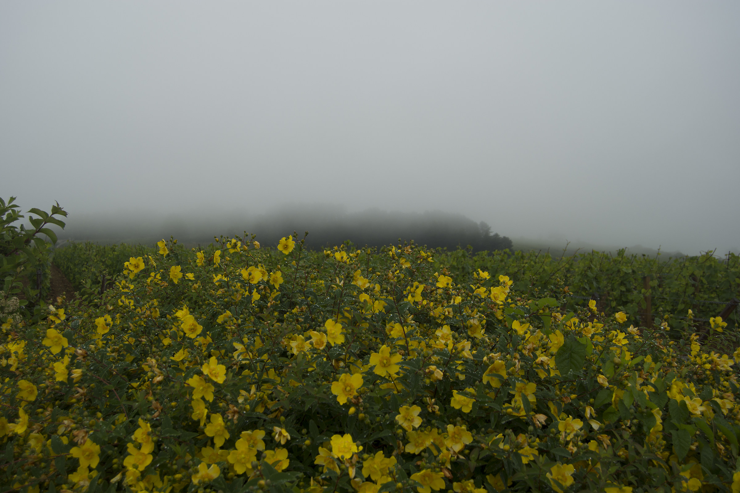 The fog between the rows in Meursault (Burgundy - France)