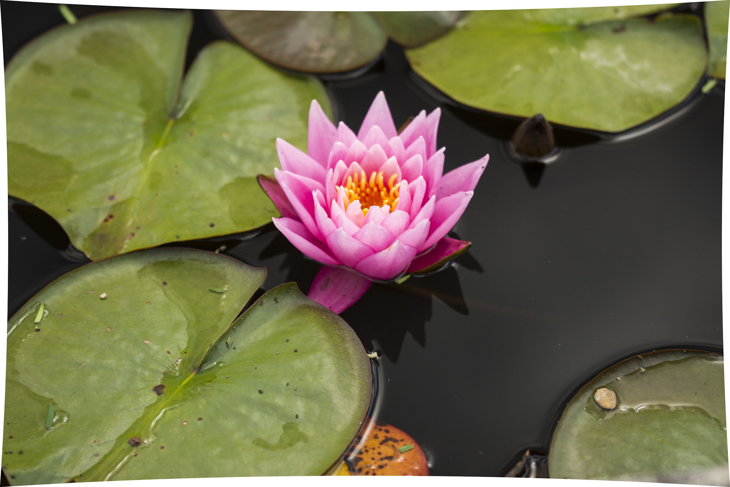 In the fountain of Chateau de Pommard