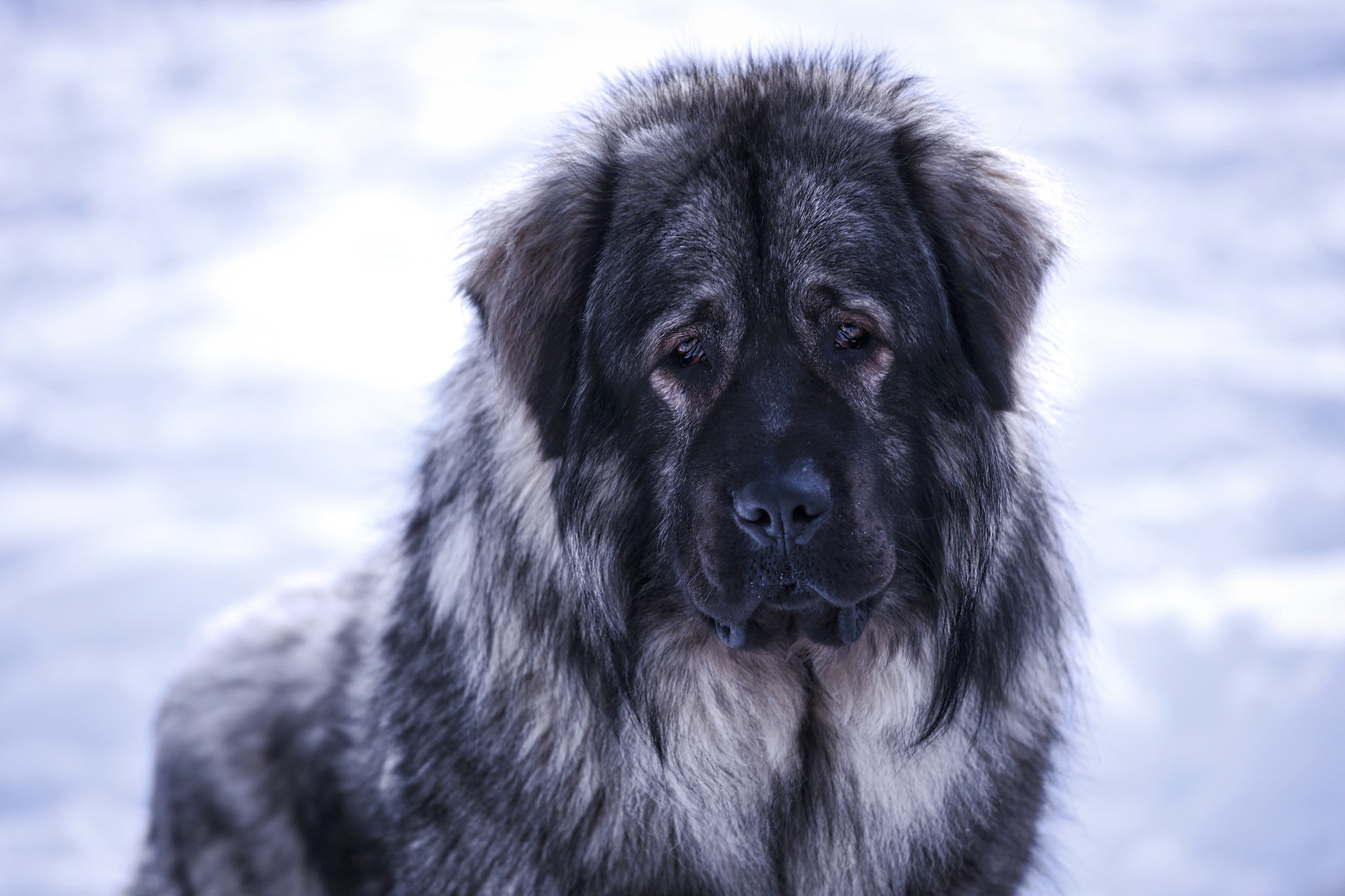 I am a good shepherd .....