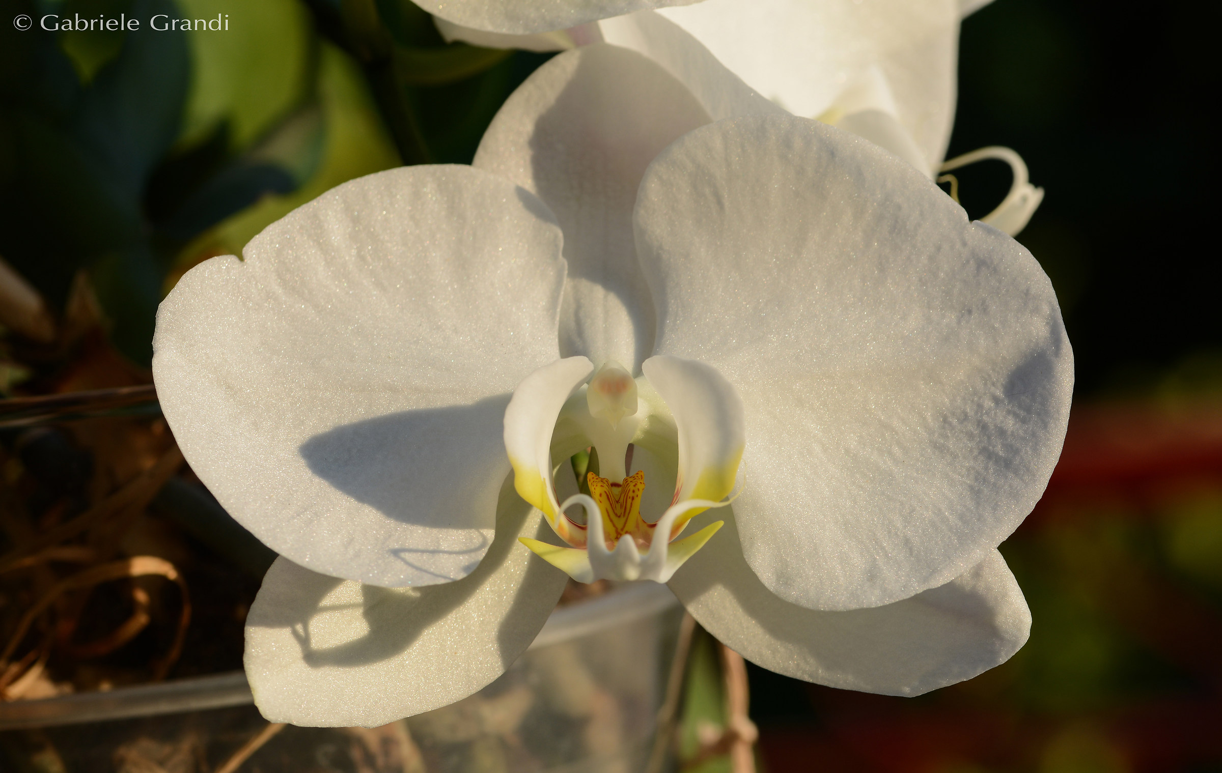 Phalaenopsis orchid White