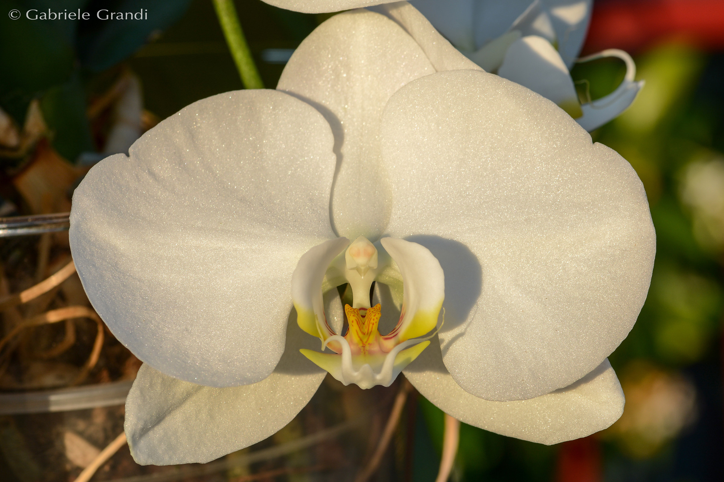 Phalaenopsis orchid White