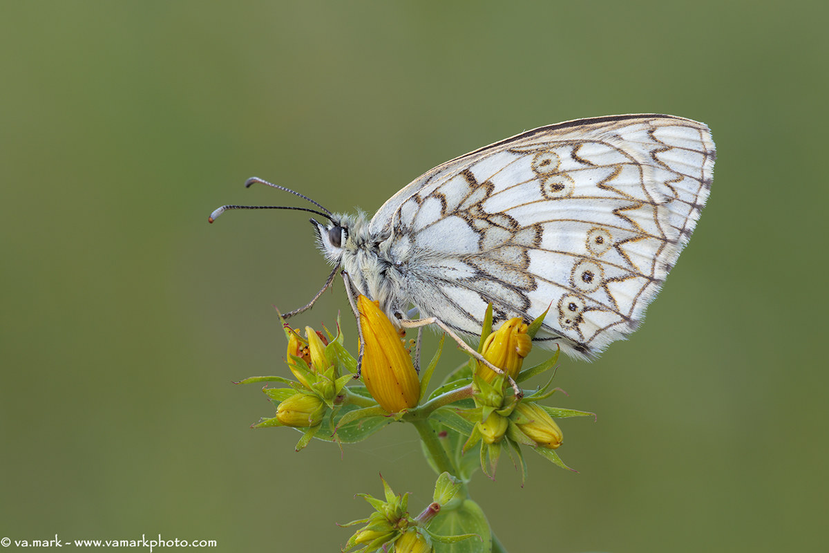 melanargia Russiae