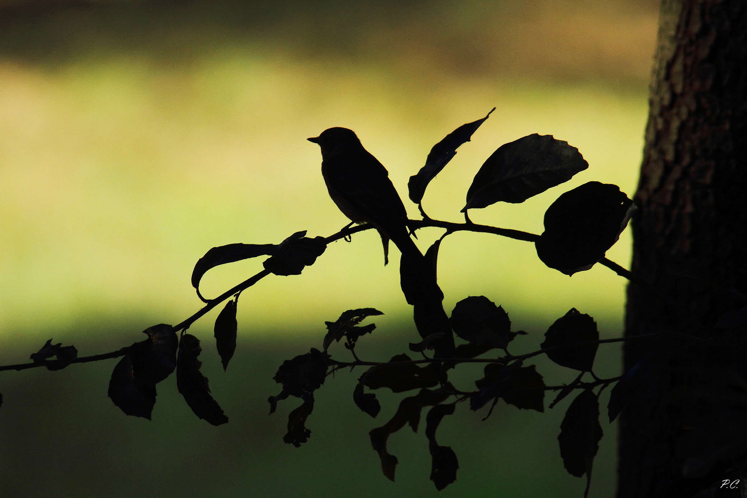 shadows between colors