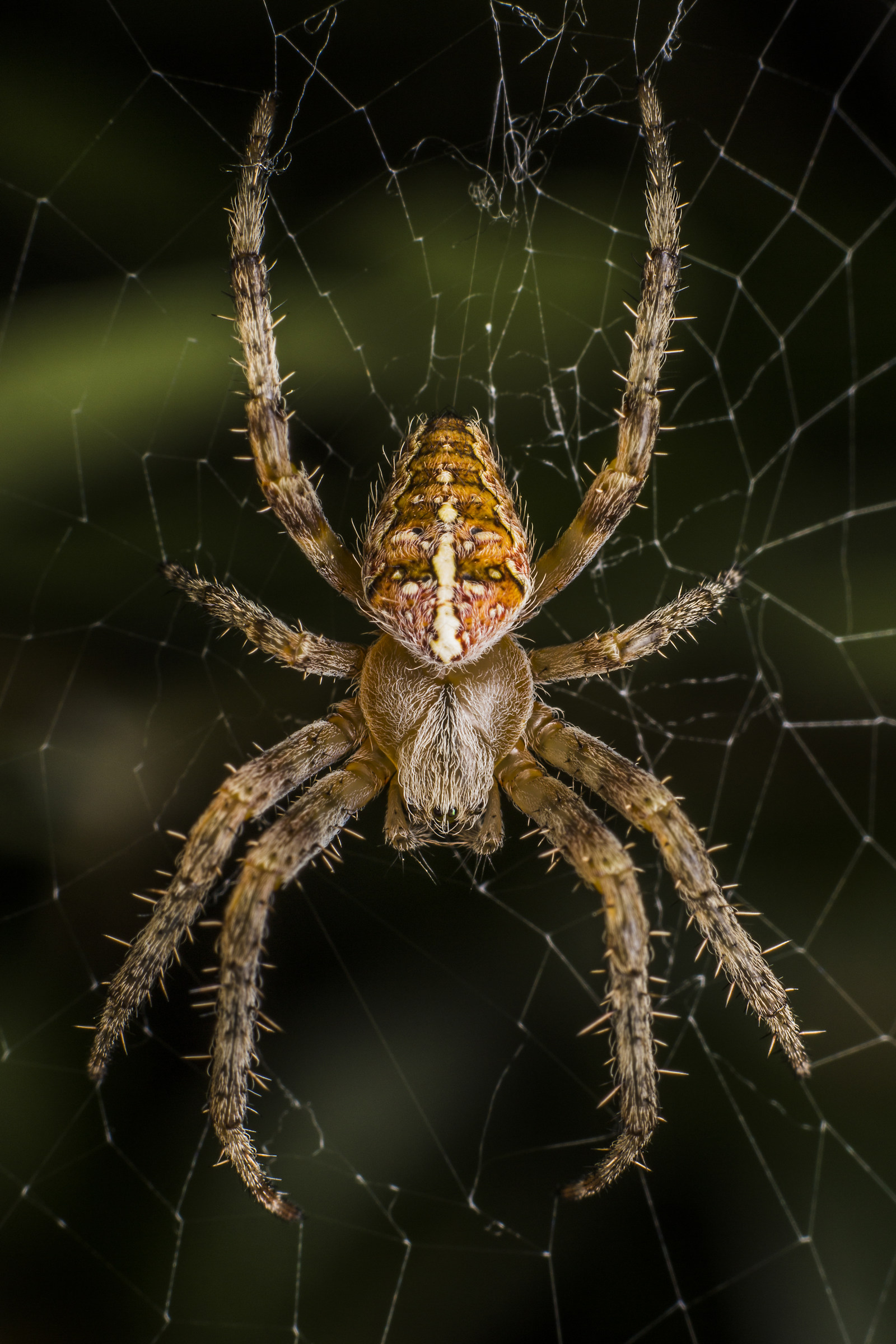 Spider on Spider Web