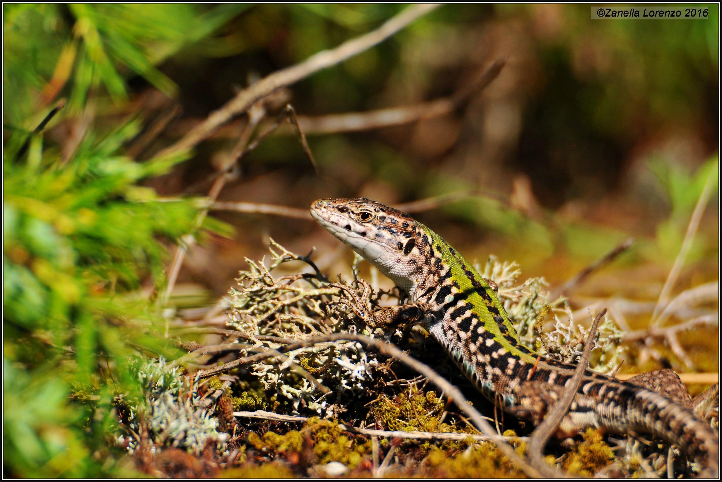 Lucertola Campestre