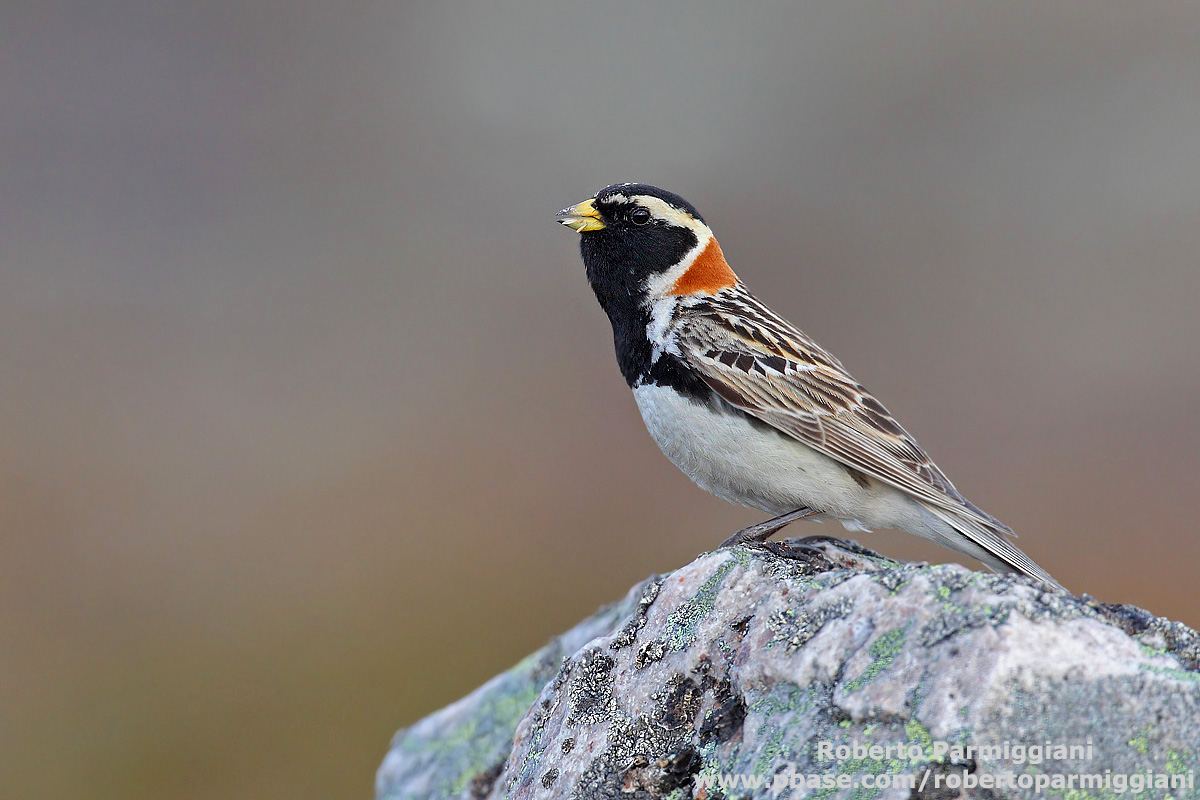 Lapland bunting