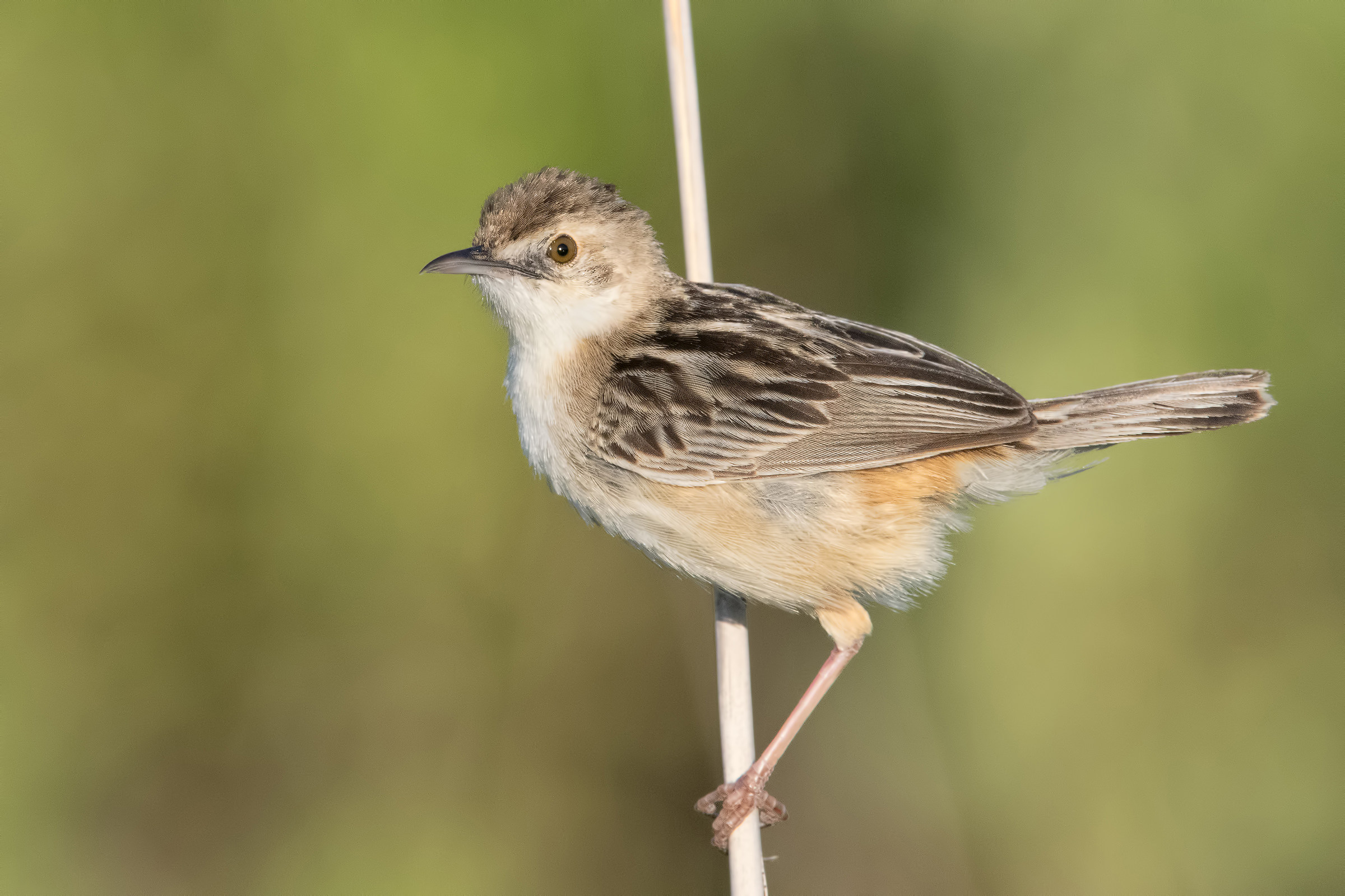 beccamoschino D500izzato