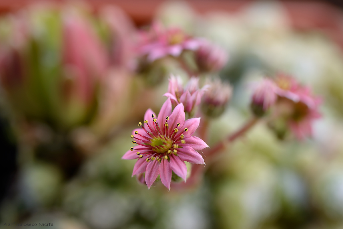 Tamron 35mm 1.8 vc 02