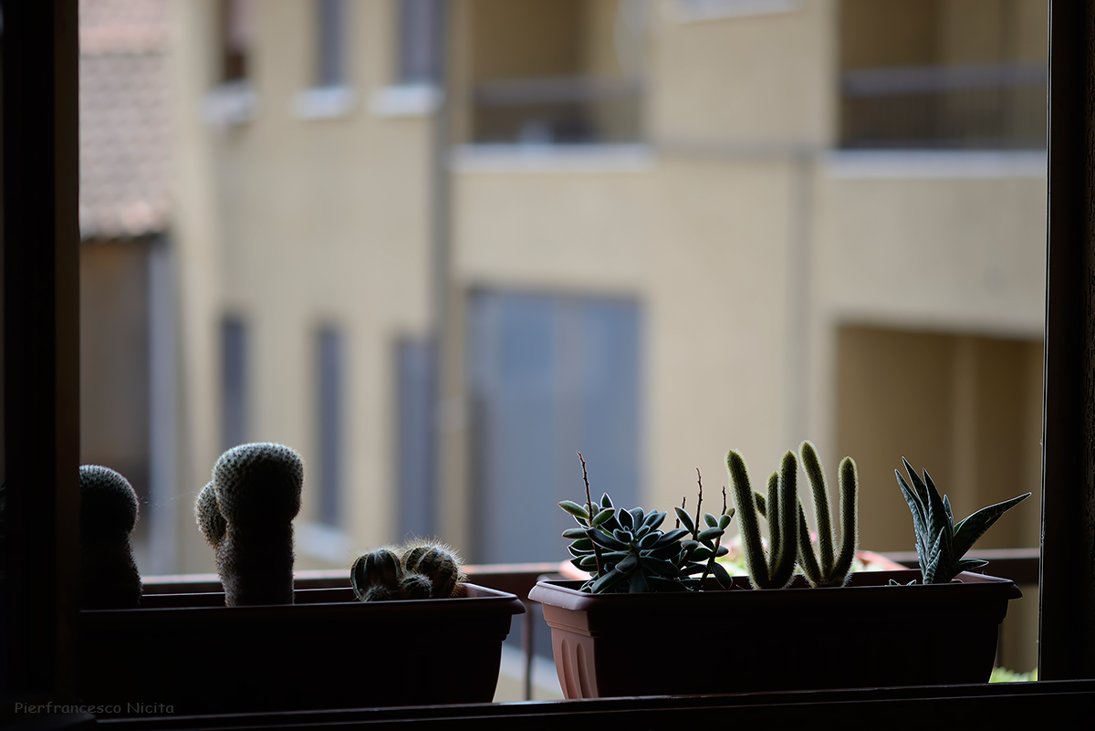 Nikon 135mm 2.8 At 04