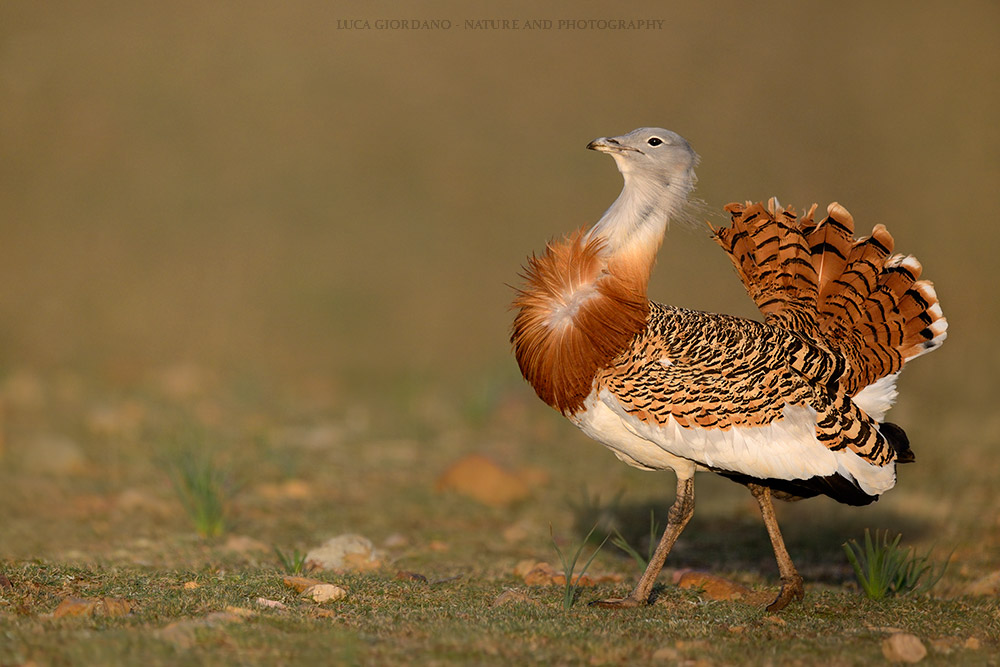 Great Bustard - Great bustard