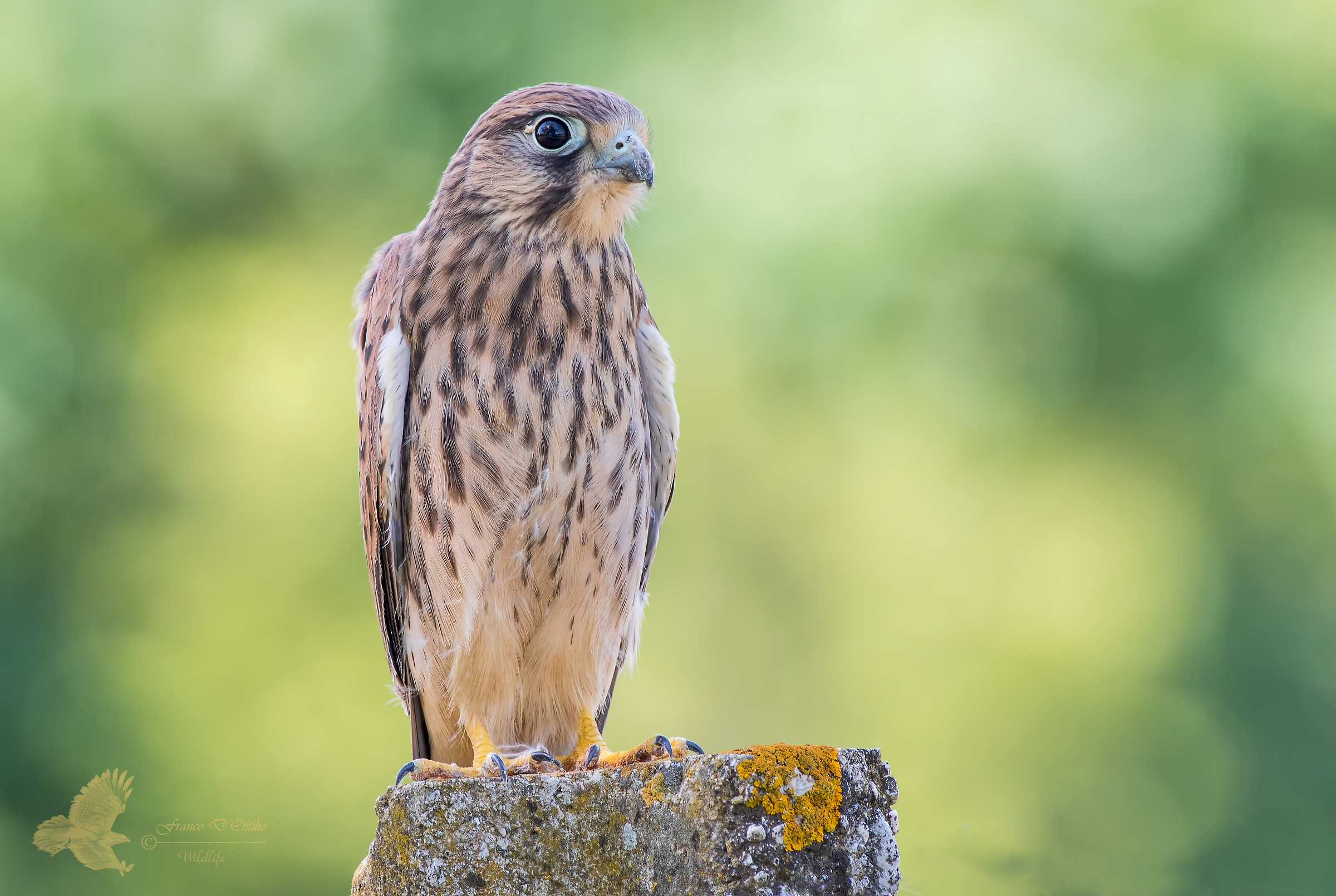 Gheppio (giovane) - Falco tinnunculus.