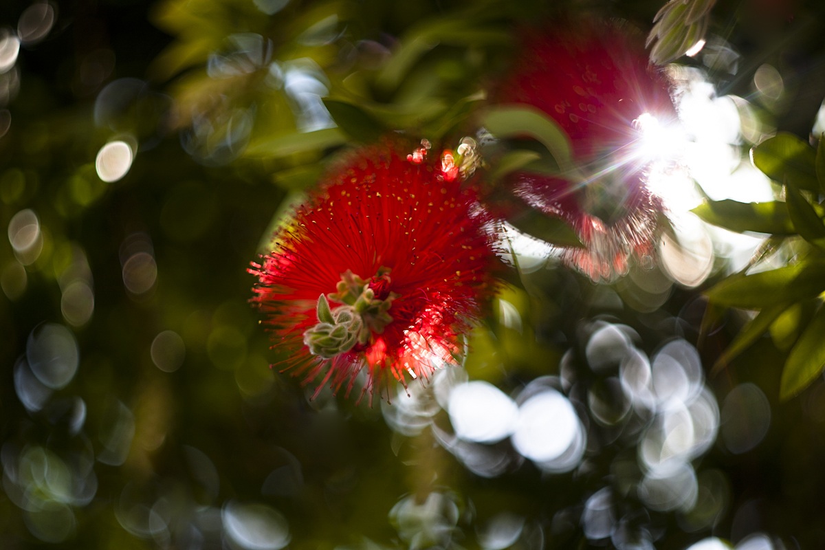Canon 5D - Helios-44 58mm f2 - Bokeh