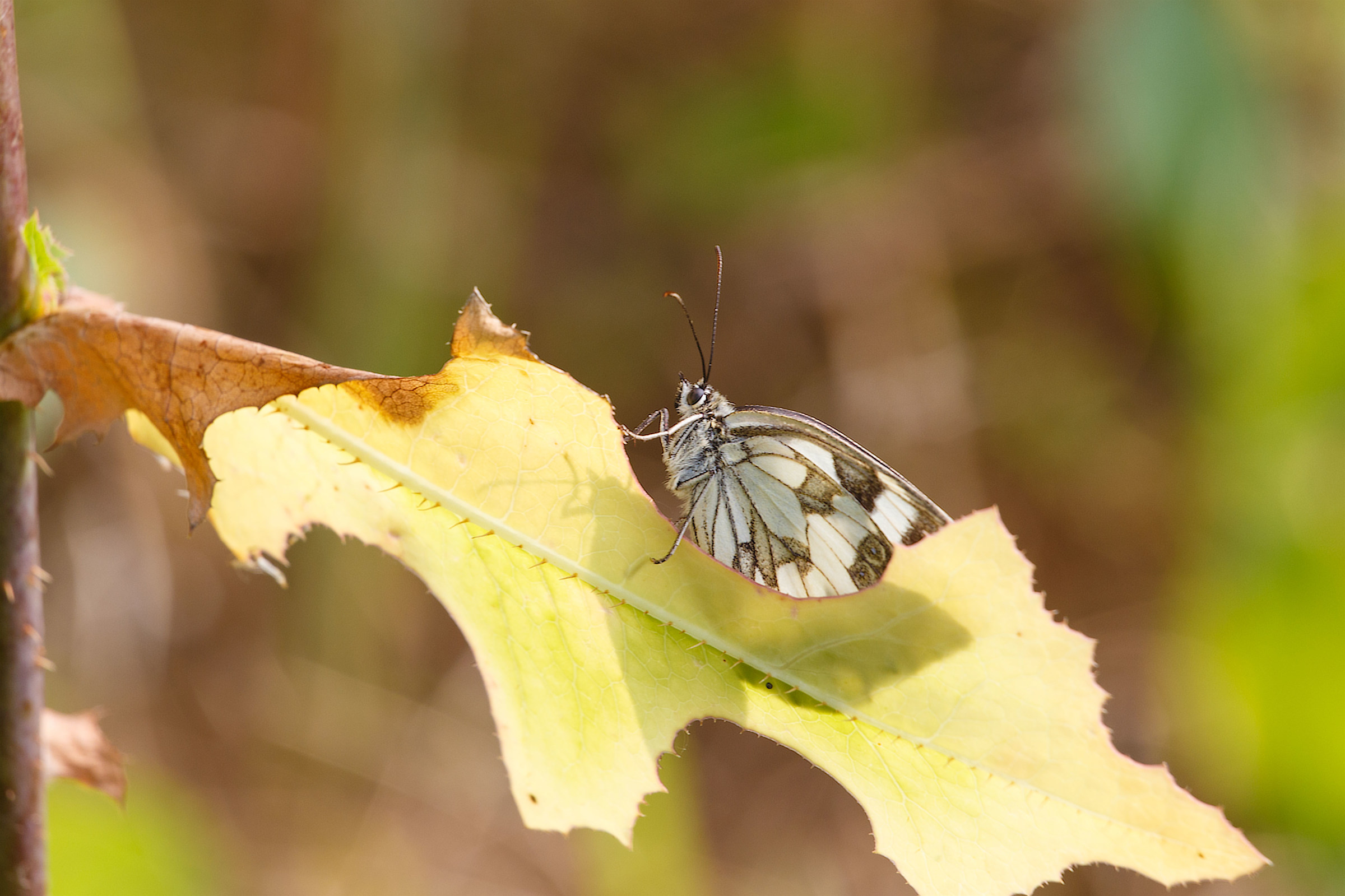Melanargia galathea