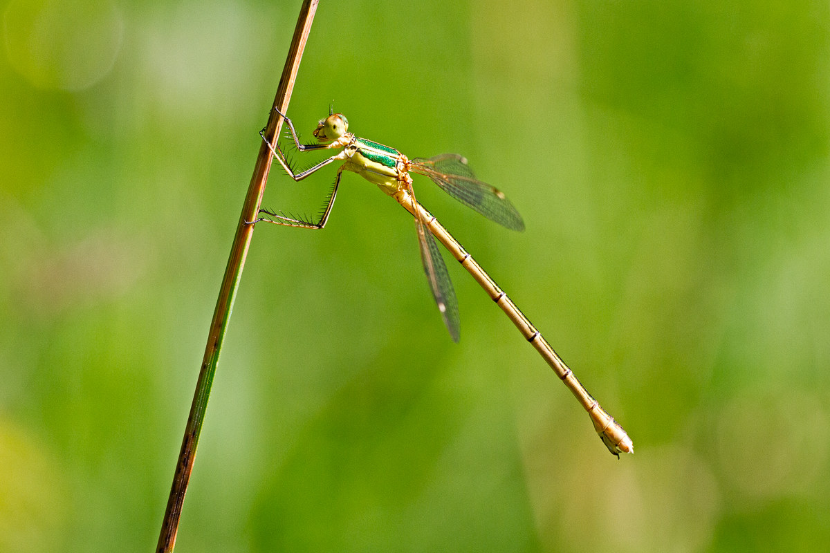 Lestes barbarus - femmina