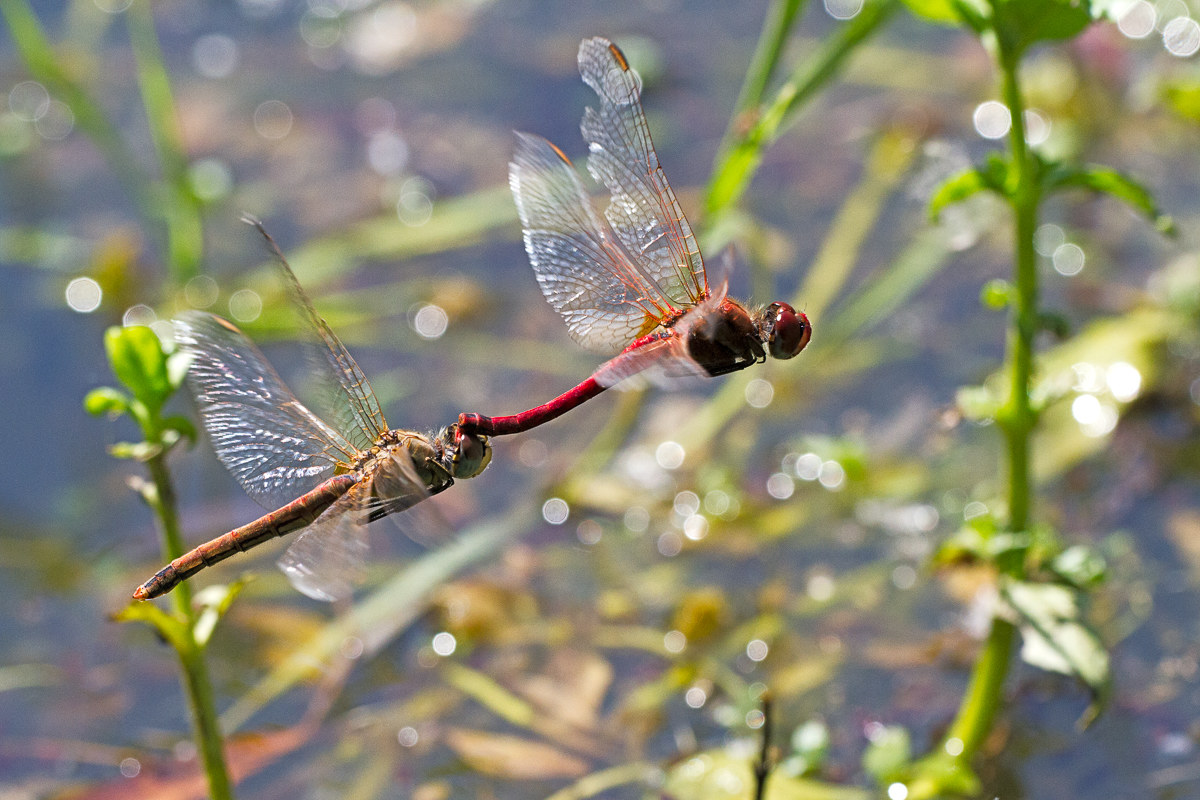 Sympetrum fonscolombii - ovodeposizione