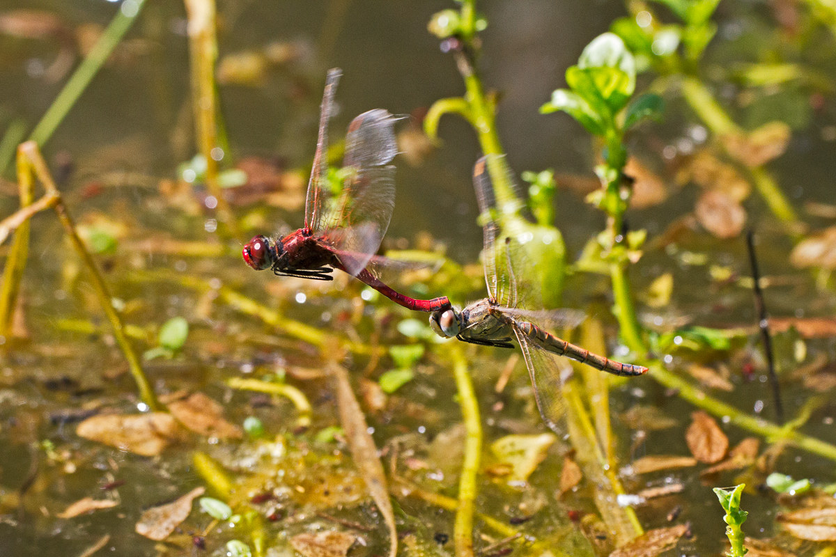 Sympetrum fonscolombii - ovodeposizione
